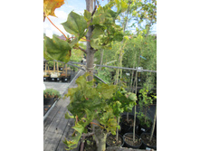 ��������2900