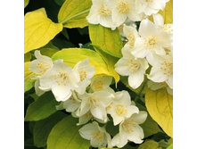 �������� �������� ������-144