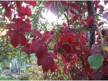 ������� �������� ��������