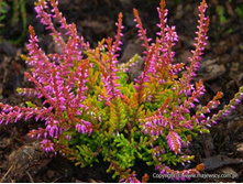Calluna Bonita-1,68