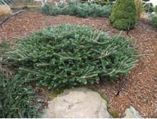 ����� koreana Fliegende Untertasse 30-40cm C5,Co-7.5-31,74.jpg