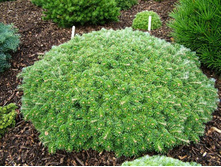 ����� koreana Kristallkugel 12-15cm C2-15,68.jpg