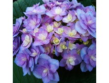 ��������� � ��� �� ��������� -294