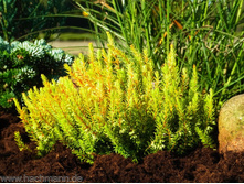 ����� Westwood Yellows-2,76