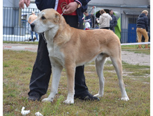 ������ ������