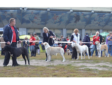 ���� �������