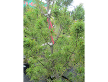 ����� ��������� �������� 3200