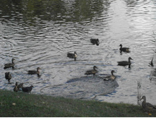 ���� � ���������� �����