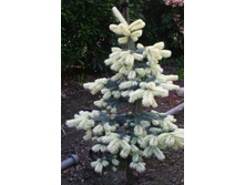 ��� pungens Nimetz 25-30cm C4-32,48.jpg