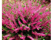 Calluna Arabella-1,52
