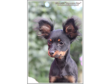 4 ������