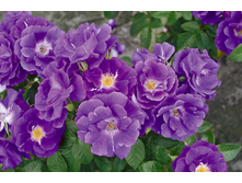 Rhapsody in Blue-10,8.jpeg