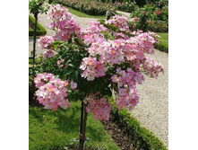 Ballerina ����� 100��-32,0.jpg