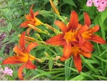 �������� ������� 30�.