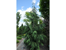 ����������� nootk. Klippert 100-125cm Co-15-67,62.JPG