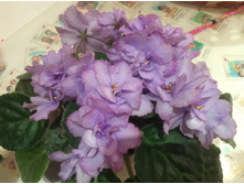 ������ �������