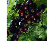 ������-���� ������ ��ˣ.-161