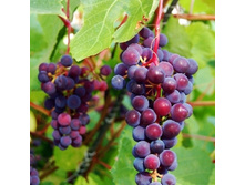 �������� ��������� ������-209