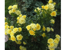 Sweet Dream Cream-10,8.png