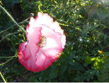 P1050435.JPG