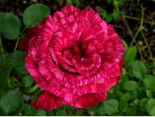 Red Intuition 8,77.jpg