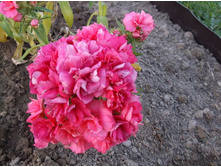 ����� ����������