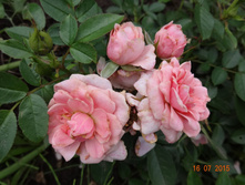 55f7ef0529a3f galya8.jpg