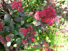 Red Cauli. �������� ������. 100�. ���� 4��.