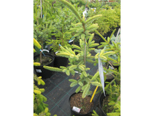 �.������ �����2100