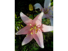 IMG 20150730 153818.jpg