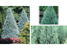 ������������ Wichita Blue 40-50���5-23,52.jpg