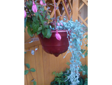 IMG 20150802 202855.jpg