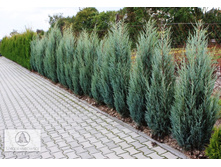 ������������ Moonglow 50-60cm C7.5-25,76.jpg