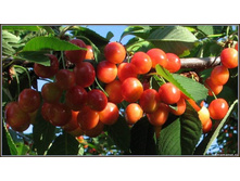 ������� ��������-230�