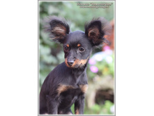 4 ������