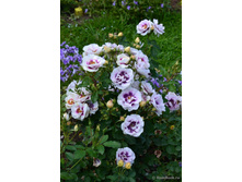 ����� 100�� Eyes for You-32,00.jpg