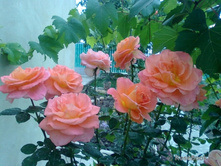 Evelyne Dheliat -7,74.jpg