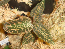 Goodyera vecinae