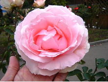 Grand Siecle 9,26.jpg