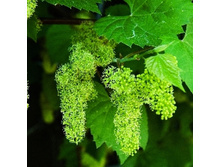 �������� ��������� ����-179