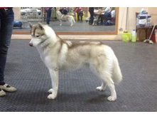 ���� - GRAFFSIBERIANS MIDGARD