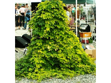 ����� ������-200