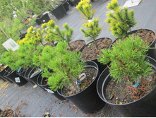 ����� ��������� 750