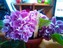 ��-�������� �����