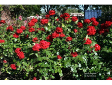 Ingrid Bergman-10,8.jpg