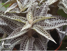 Goodyera pusilla
