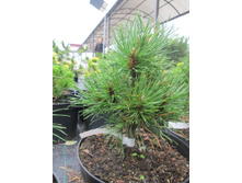 ����� ������� 2200