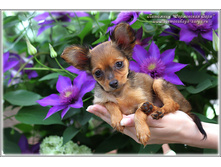 2 ������