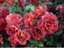 Hot Chocolate 10,8.jpg