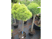 ������������� ���� 5000